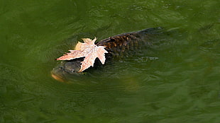 brown fish, animals, fish, carp, leaves