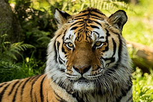 macro shot photography of tiger HD wallpaper