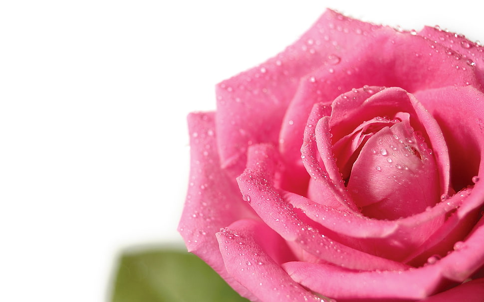 pink rose photography HD wallpaper