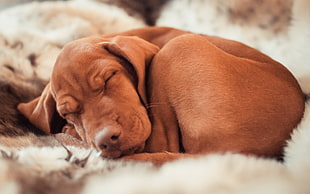 tan short-coated puppy sleeping on the white textile HD wallpaper