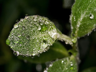 green leaf plant with water