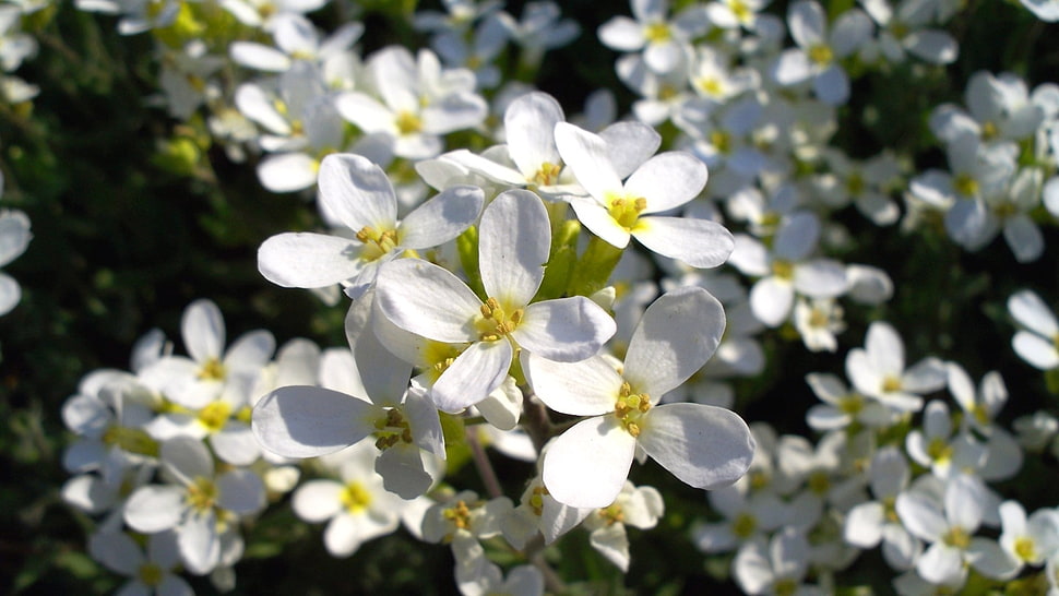 white petaled flowers photo HD wallpaper
