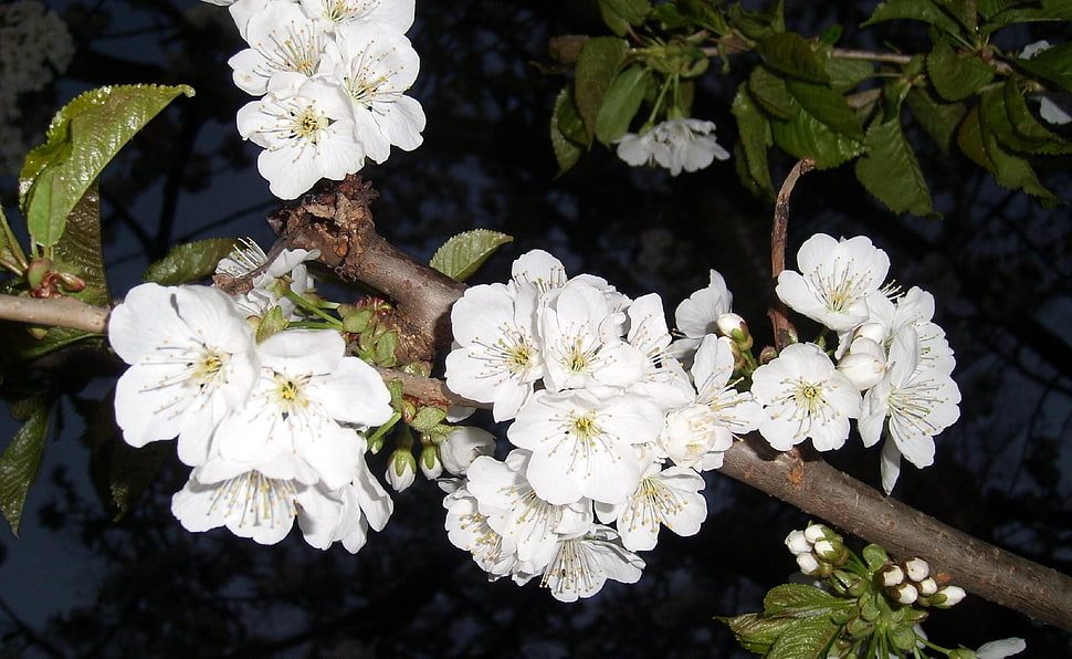 white petaled flower HD wallpaper