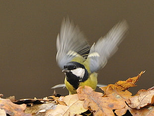 green and black bird on brown dried leaves, great tit