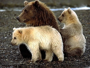 three bears HD wallpaper