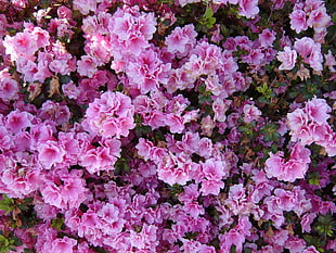 pink petaled flower arrangement