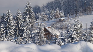 snow-covered trees and field, snow, house