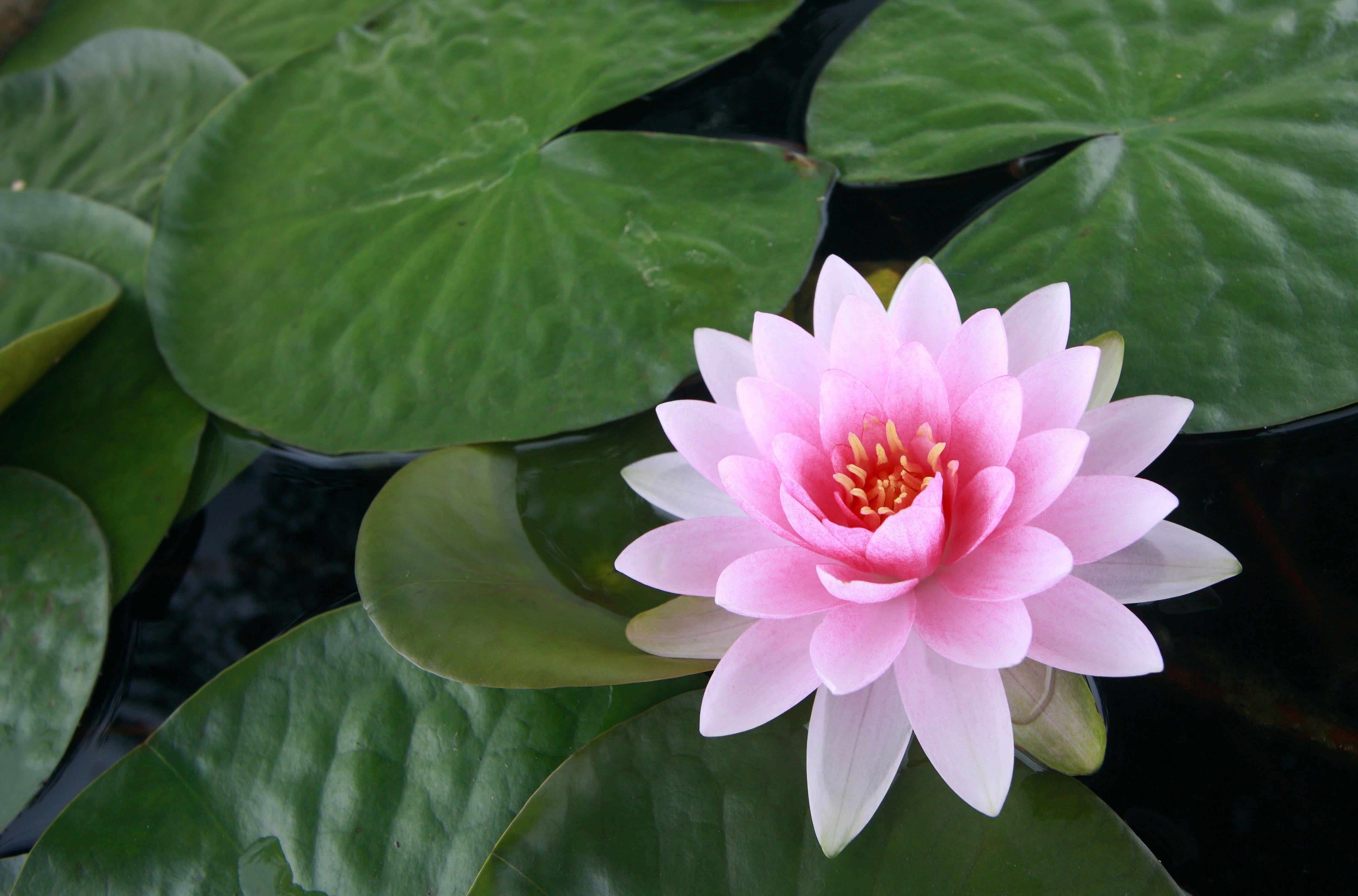 pink water lily