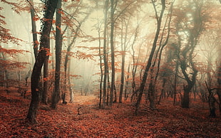 red leafed tree, nature, landscape, forest, mist HD wallpaper