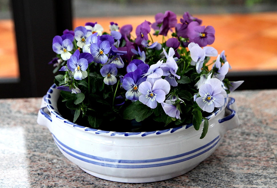 purple, white, and pink petaled flower arrangement on round blue ceramic vase HD wallpaper