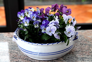 purple, white, and pink petaled flower arrangement on round blue ceramic vase