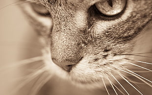 close-up photo of silver tabby cat