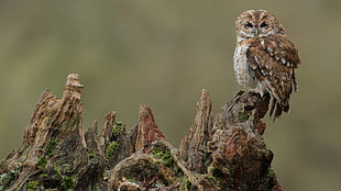 close up photography of owl on branch HD wallpaper