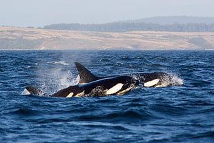 two Orca Whales jumping out of the surface of the water HD wallpaper