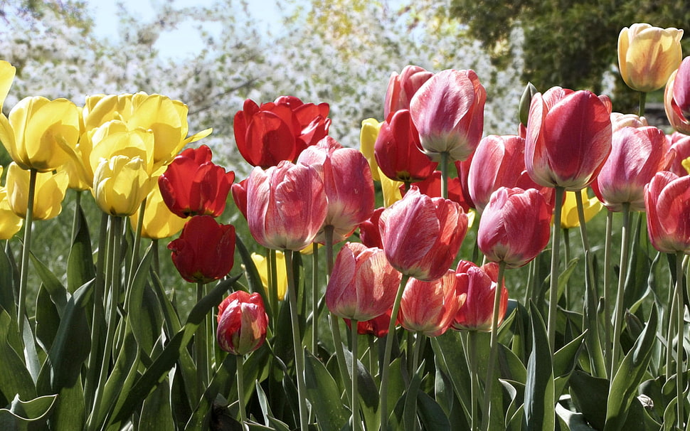 red and yellow Tulip flower during daytime HD wallpaper