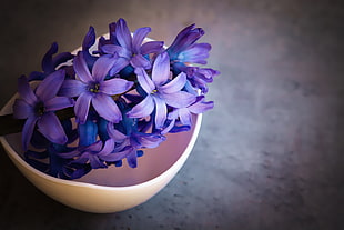 purple Lavender flower on brown ceramic bowl