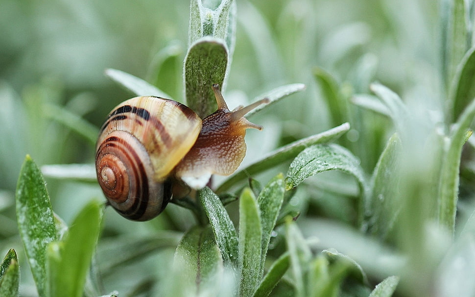 brown and black snail photography HD wallpaper