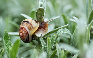 brown and black snail photography