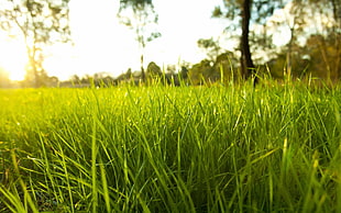 green leaf grass, field, nature, grass, sunlight