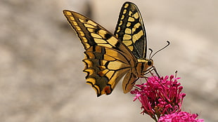 black and yellow butteryfly macro photography