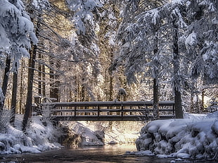 brown bridge, photography, landscape, nature, winter HD wallpaper