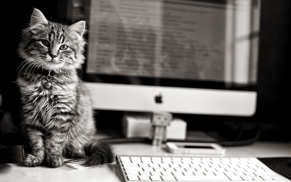 Maine Coon on table photography HD wallpaper