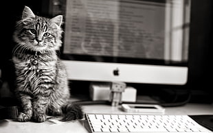 Maine Coon on table photography