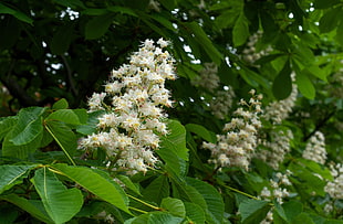 selective focus photo of white Chestnut Tree flower