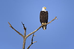 Bald eagle perching on the tree branch in daytime photo, wildlife management area, punta gorda, florida