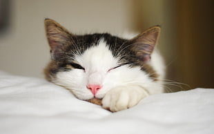 close-up photo of cat face HD wallpaper