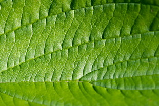 closeup photo of green leaf HD wallpaper