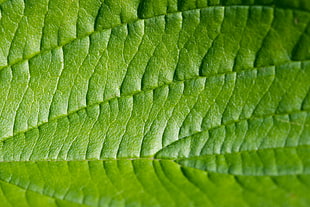 closeup photo of green leaf