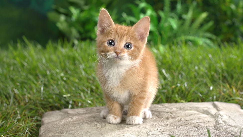 brown tabby kitten HD wallpaper