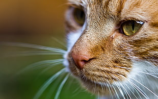 close-up photo of cat's face HD wallpaper