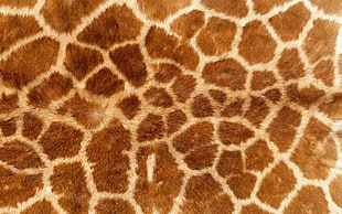 brown and white giraffe pattern textile, animal print, giraffes, fur HD wallpaper