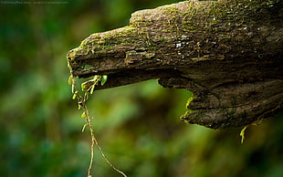 selective focus photography of a fallen tree