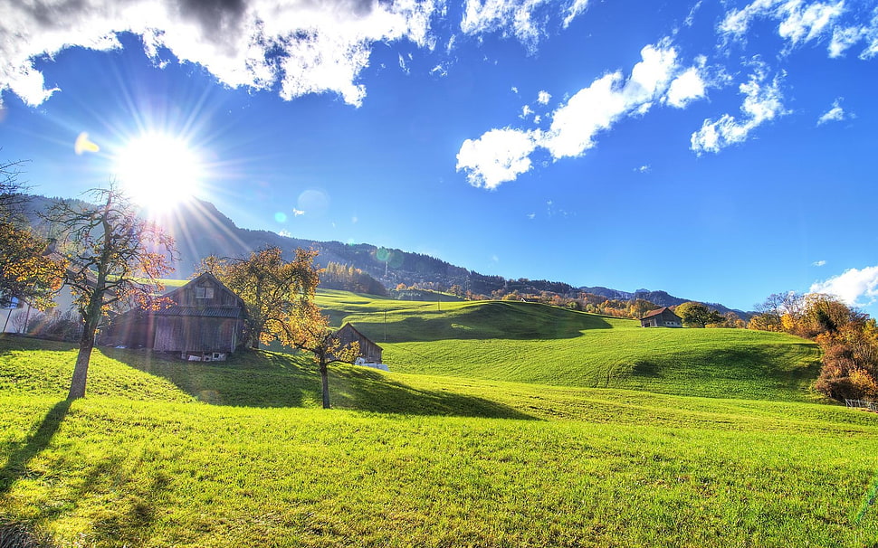 green field HD wallpaper