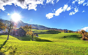 green field