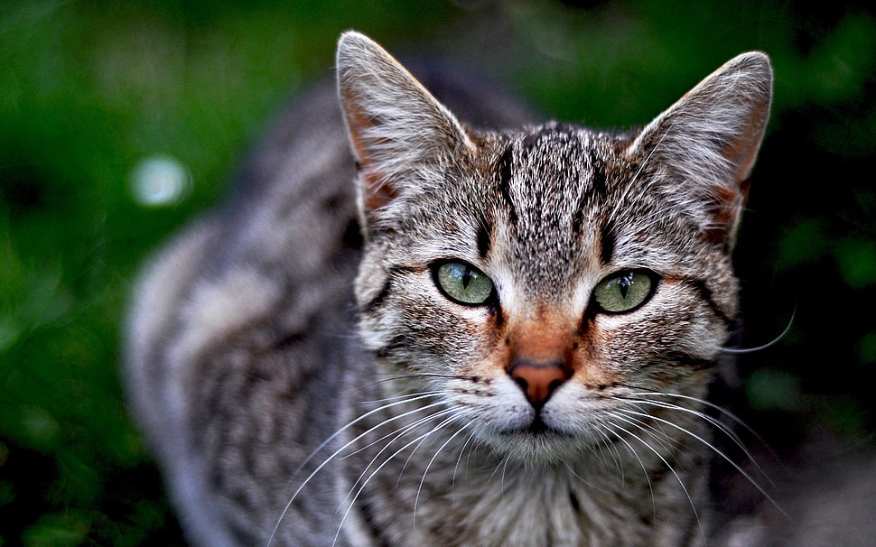 gray tabby cat HD wallpaper