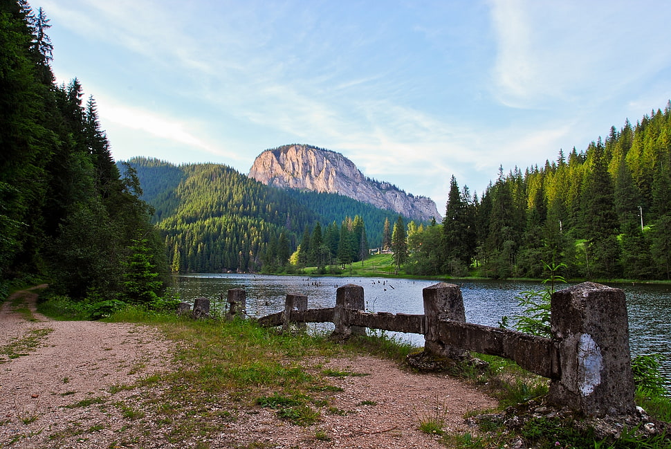 river surrounded by pine trees HD wallpaper