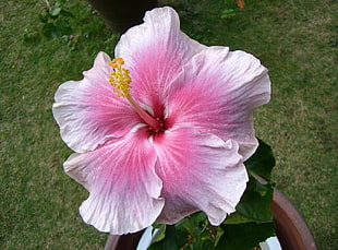 closeup photo of pink-and-white petaled flower with pot