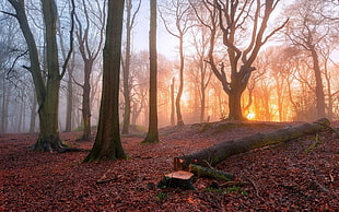 photo of forest trees during sunset