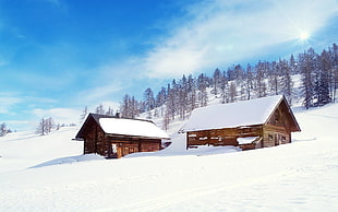two brown wooden houses, nature, landscape, snow, trees