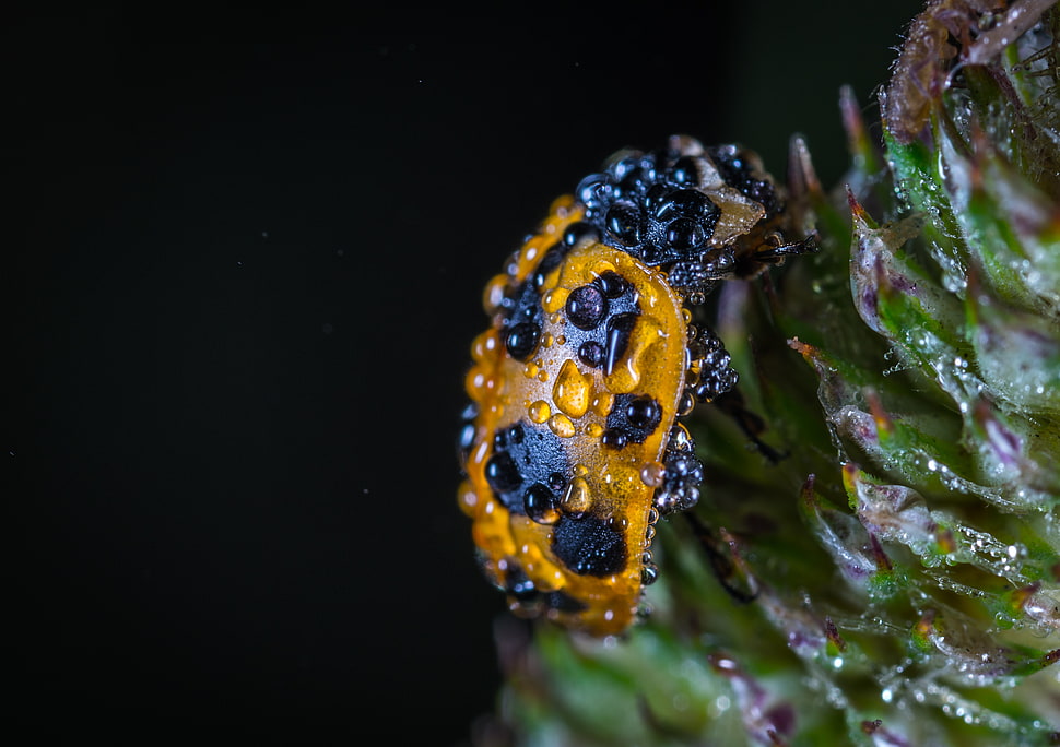 brown and black bug HD wallpaper