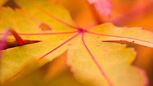 selective color of yellow leaf