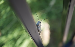 selective photography of white grasshopper on white framed