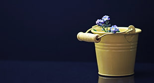 purple petaled flower with yellow steel bucket pot