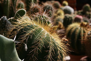 green cacti, Cactus, Succulents, Houseplant