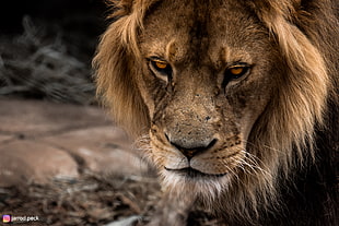 brown lion, lion, wildlife, animals, Zoo HD wallpaper