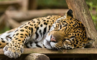 beige and black leopard, leopard, leopard (animal)